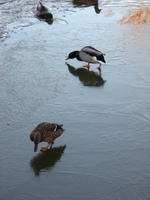 A mallard duck and drake walking around feeding on ice, in the background some others are swimming.