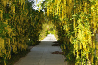 A path goes under an arch of bright yellow flowers.