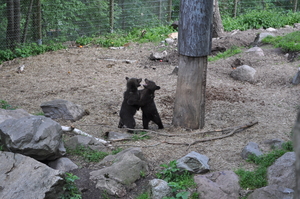 Two bear cubs standing on their hind legs play-fighting in a large wooded enclosure.