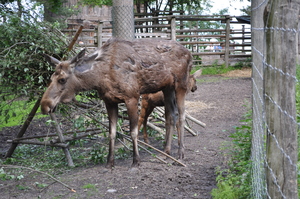 An adult female elk and her young calf stand in a fenced enclosure.